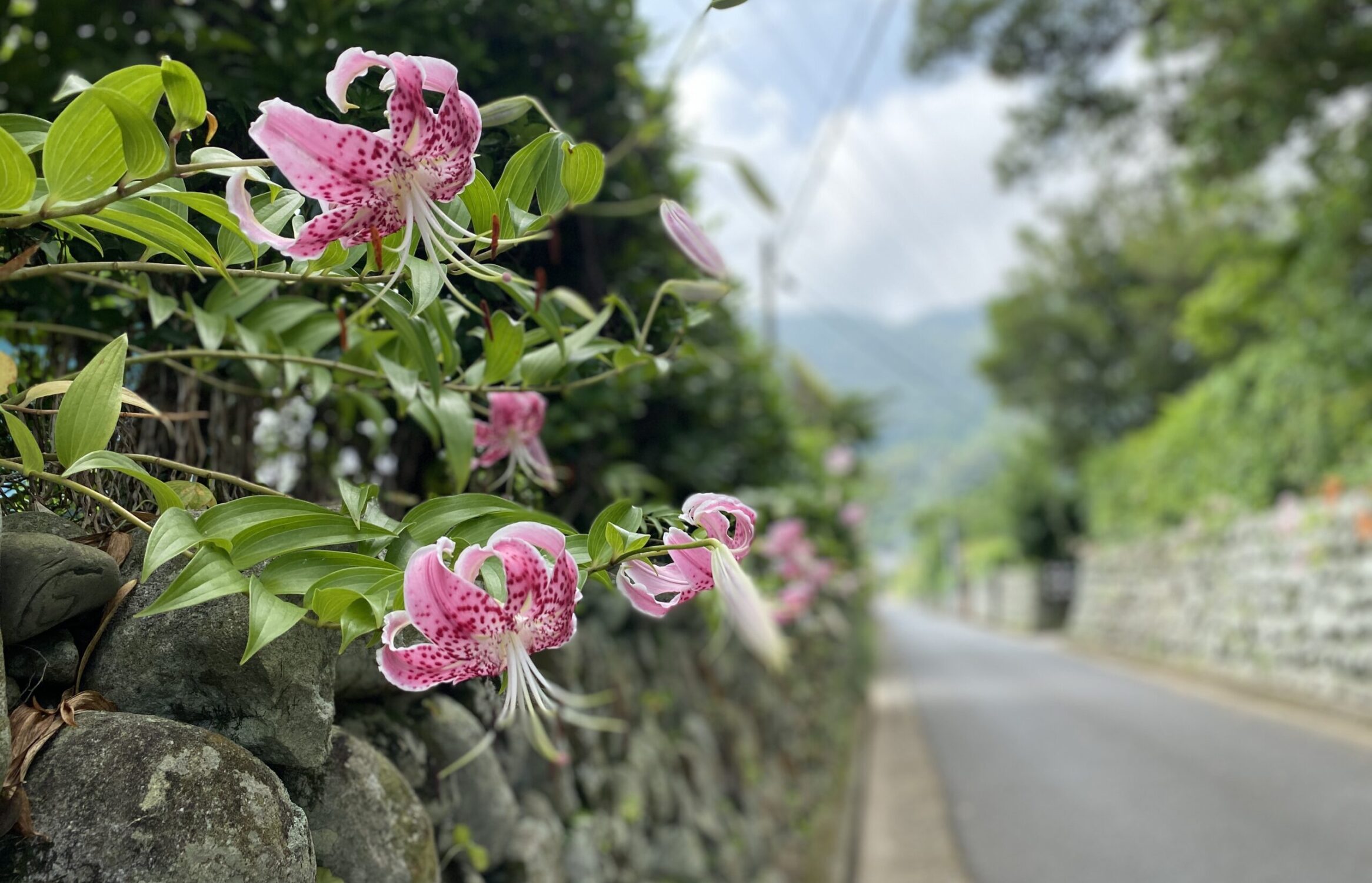 かのこゆりと武家屋敷